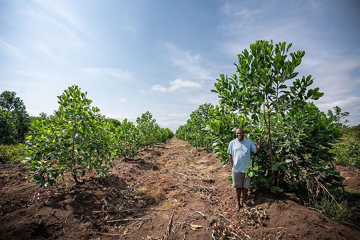 Projet de reforestation de la Fondation Hanns-Seidel en RDC.